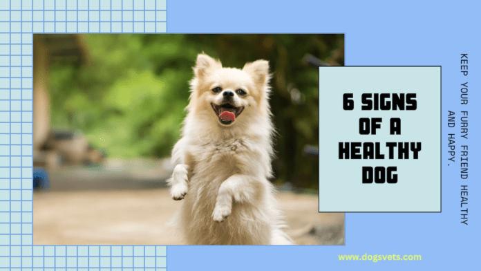 6 Signs of a Healthy Dog